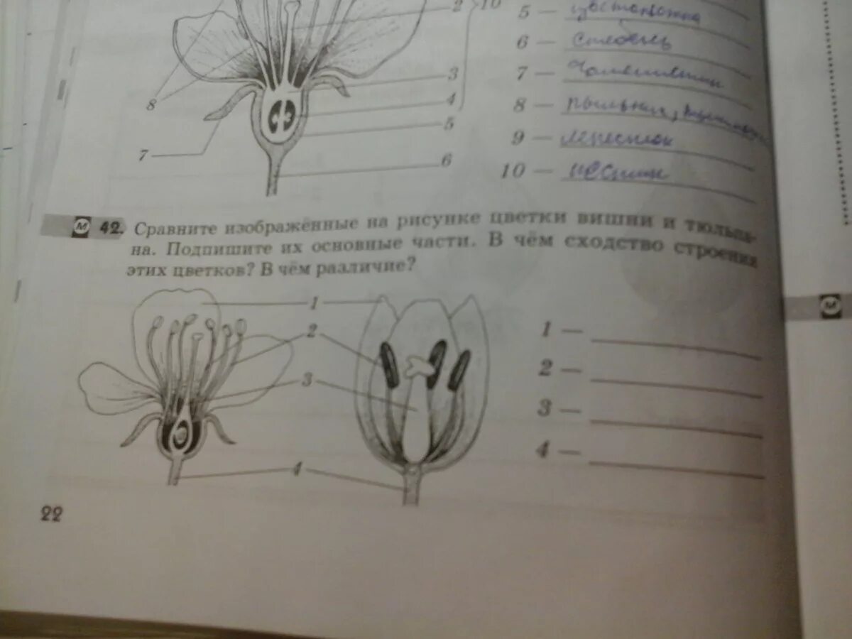 Сравните изображенные на рисунке. Строение цветка вишни и тюльпана. Сравните изображенные на рисунке цветки вишни и тюльпана. Сравните строение цветка вишни и тюльпана. Цветки вишни и тюльпана сходство и различие.