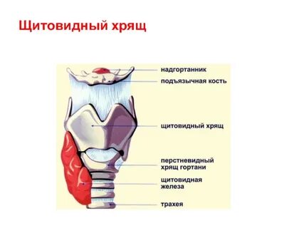 Гортань участвует в