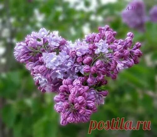 Сирень он любил. Сирень сердце. сирень сердечко. сирень виде сердце. сердце из сирени.