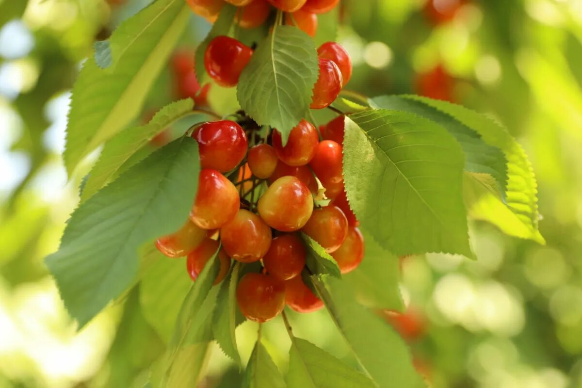 Вишня франц иосиф. Черешня теремошка. Черешня сорт франсис. Черешня франц иосиф описание сорта фото отзывы. Черешня иосиф.
