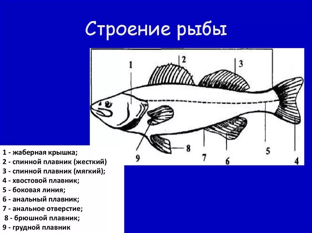Рыба какой организм. Схема внешнего строения рыбы. Кистепёрые рыбы строение плавников. Внешнее строение рыбы. Внутреннее строение рыбы схема.