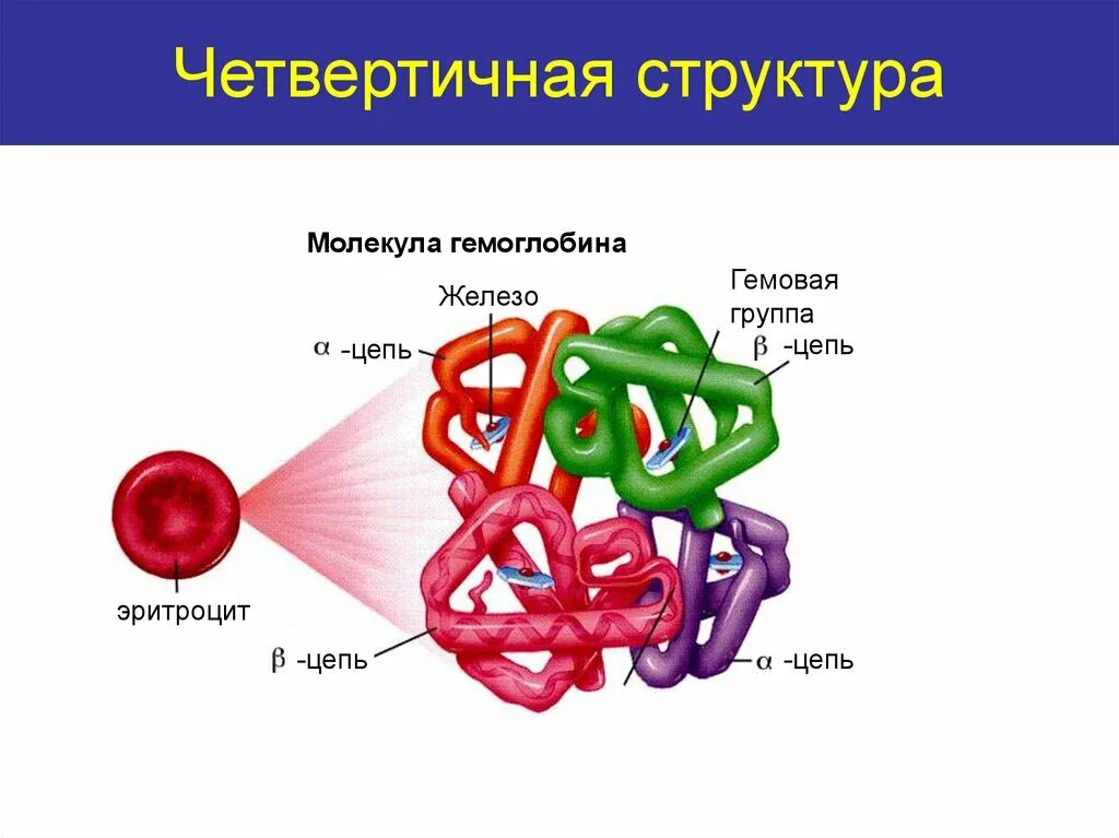 Полипептидные цепи гемоглобина а1. Строение Альфа цепи гемоглобина. Структура полипептидных цепей гемоглобина. Строение бета цепей гемоглобина.