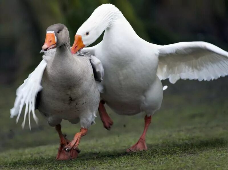 белый гусь. два белых гуся. гусь сбоку. два белых гуся. гуси на траве.