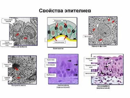 Эпителия экзоцервикса