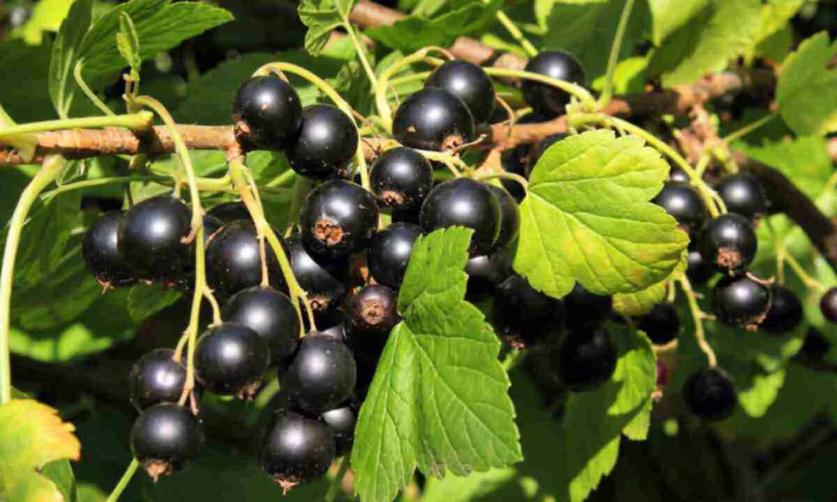 Смородина черная "селеченская 2" куст. Смородина черная дачница. Смородина черная литвиновская. Смородина черная геркулес. Смородина черная селеченская 2.