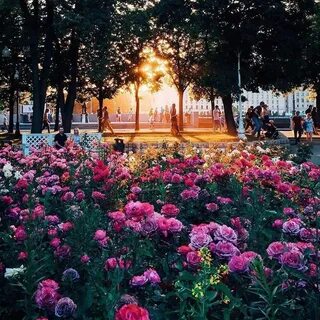 Цветы лета москва