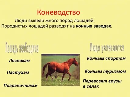 Направления скотоводства 3 класс
