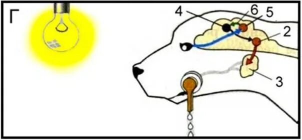 Выделение слюны у собаки. Рефлекторная дуга слюноотделительного рефлекса. Рефлекторная дуга условного рефлекса схема. Рефлекторная дуга собаки Павлова. Схема дуги условного слюноотделительного рефлекса.