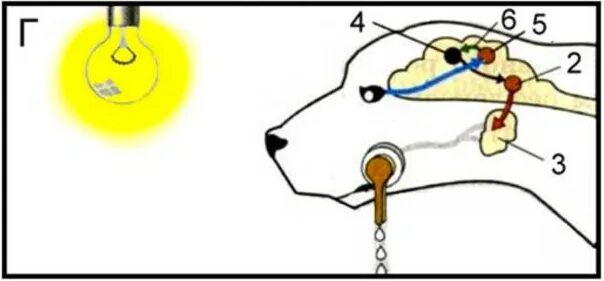 Рефлекторная дуга условного рефлекса схема. Рефлекторная дуга слюноотделительного рефлекса. Схема дуги условного слюноотделительного рефлекса. Схема образования условного рефлекса у собак.