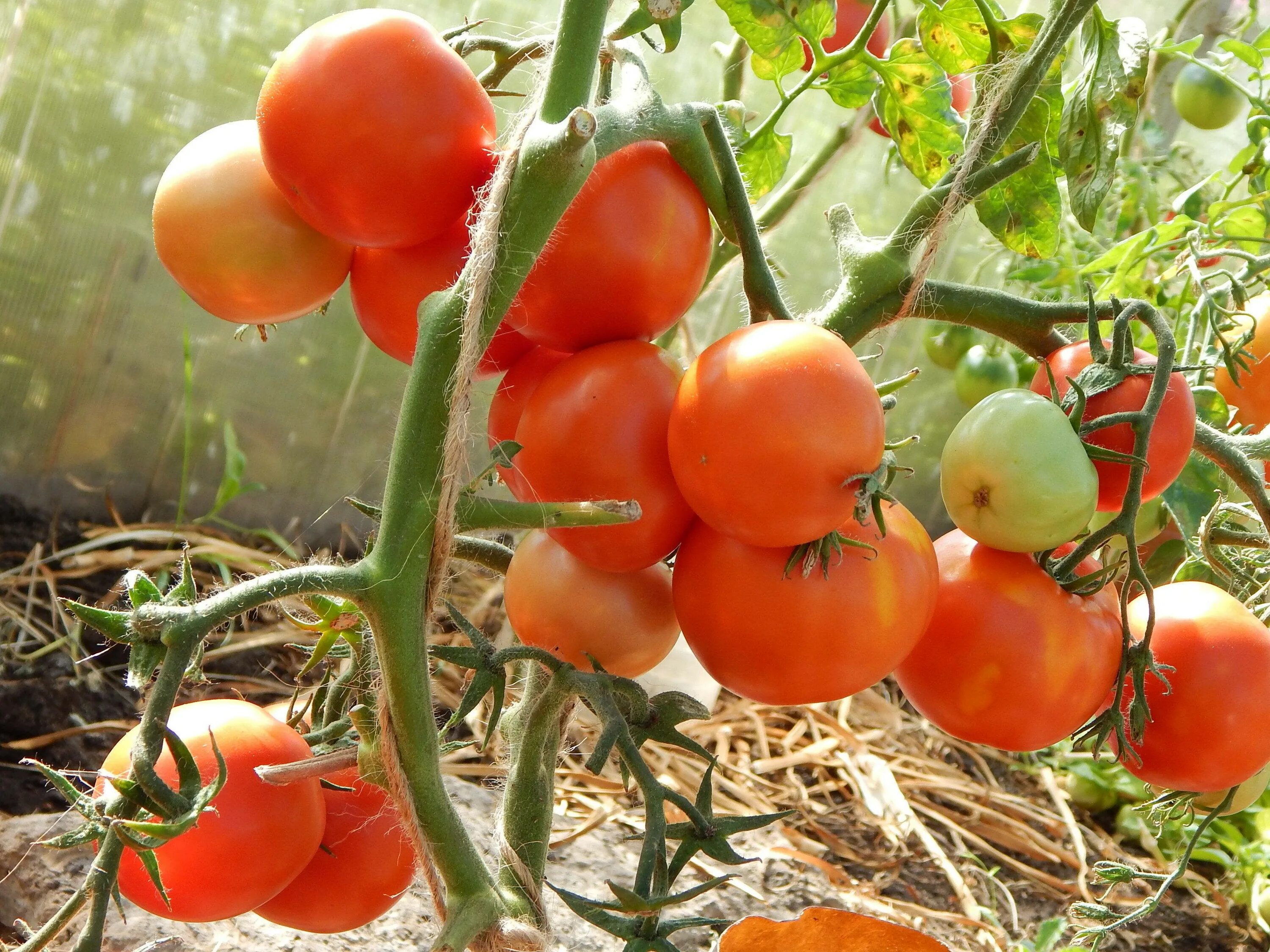 Томат 40 сорок. Томат тм 10-7-40 f1. Томат сорт семь сорок. Томат сорок сорок. Томат сорок сорок.