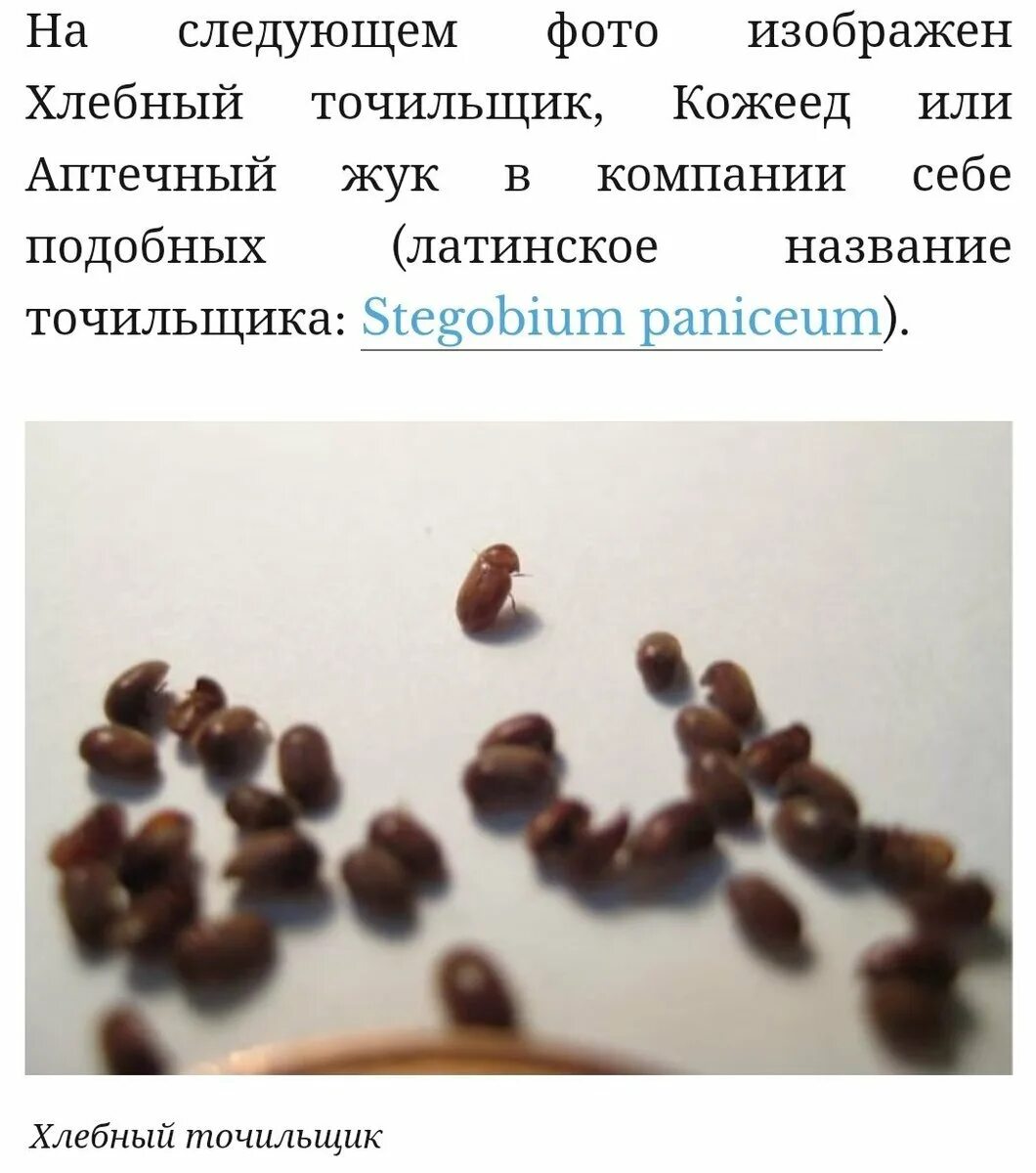 Как вывести жучков в шкафу