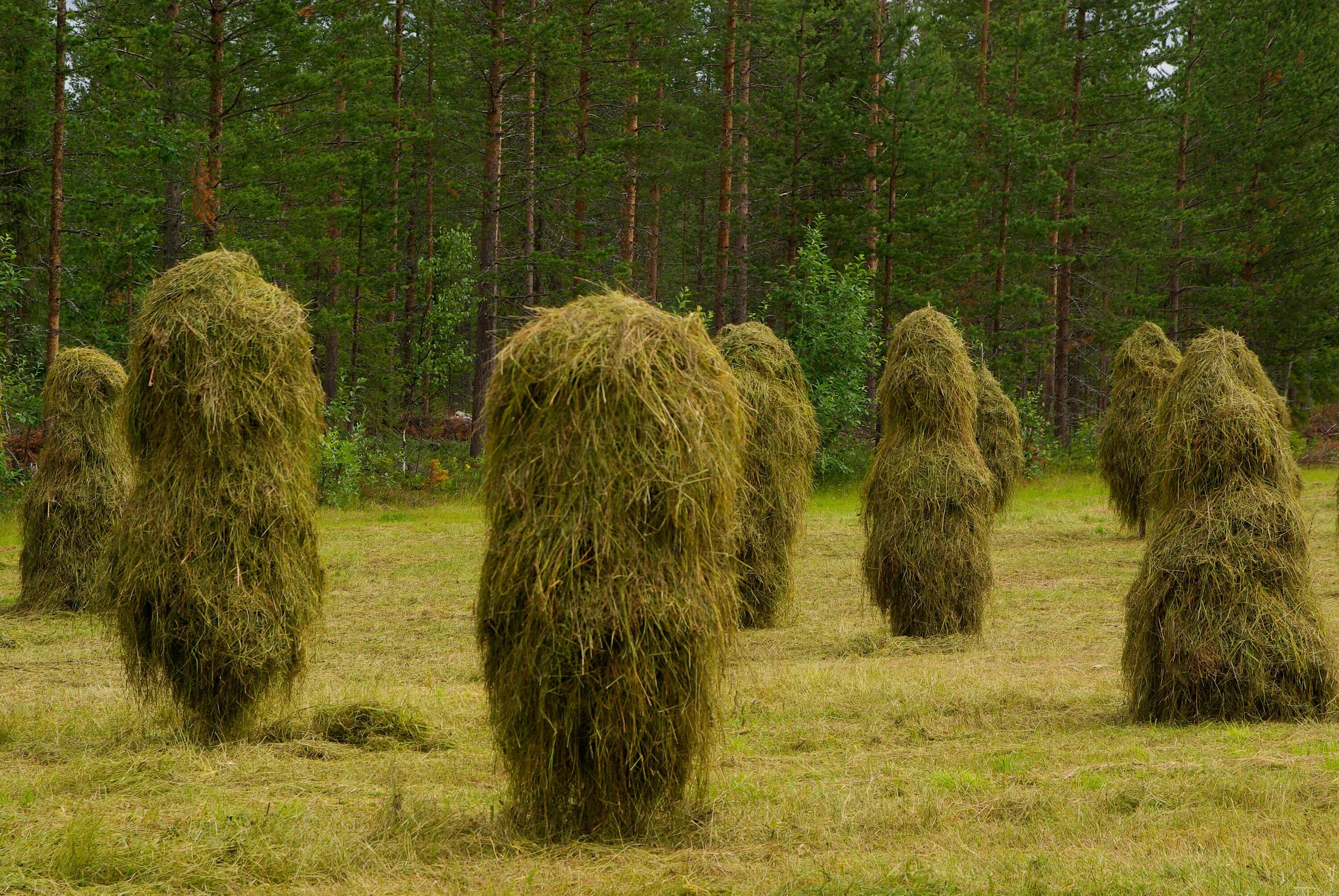 Сено. Стог сена. Скирды сена на деревьях. Сено картинка. Как выглядит сено