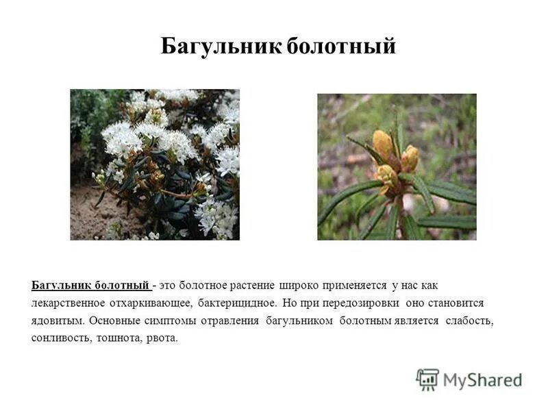 стрелолист обыкновенный озерный. белокрыльник болотный ягода. ядовитые ягоды белокрыльник болотный. гриб белокрыльник болотный. ядовитое болотное растение.