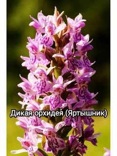 Дикая орхидея фото цветов