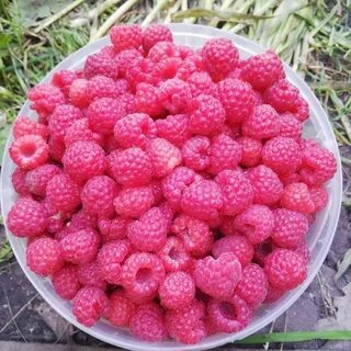 Продам малину