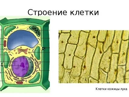 Видишь клетки