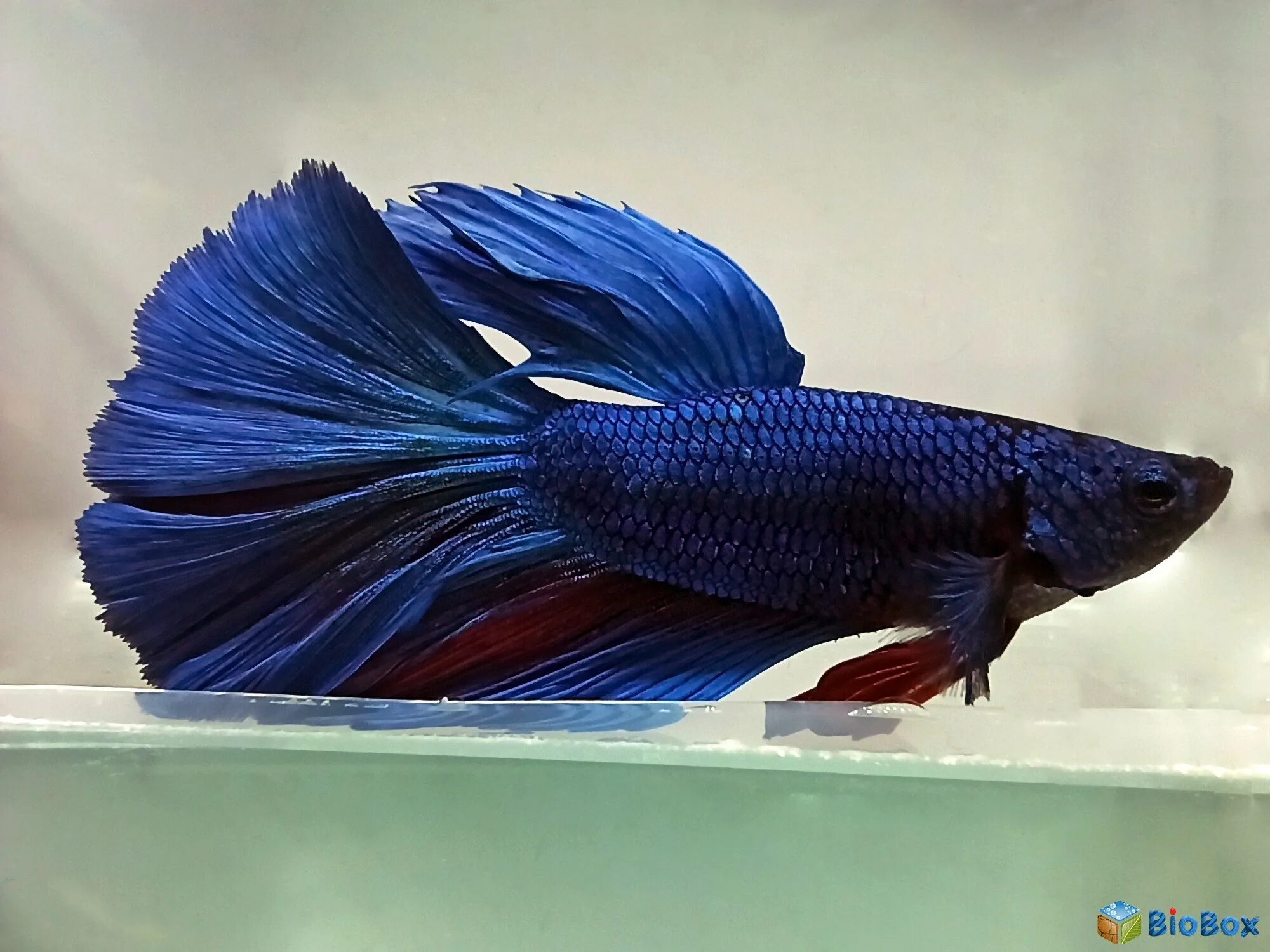 Петушок сиамский дельта. Петушок дельта. Петушок дельта. Рыбка петушок супер дельта. Рыбка петушок супердельта.