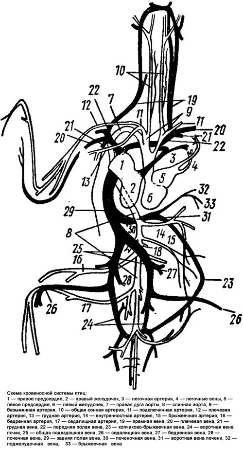Схема кровообращения птиц. Кровеносная система птиц схема. Строение кровеносной системы птиц. Схема кровеносной системы птицы артериальная система. Кровеносные сосуды птиц.