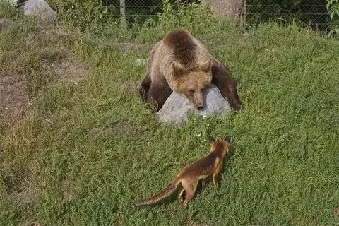 Медведи едят лисиц