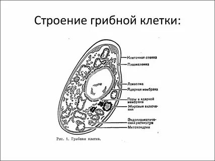 Гриб это клетка