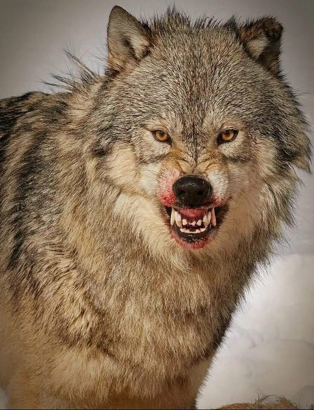 Самый главный волк. Лобо волк. Матерые волки.