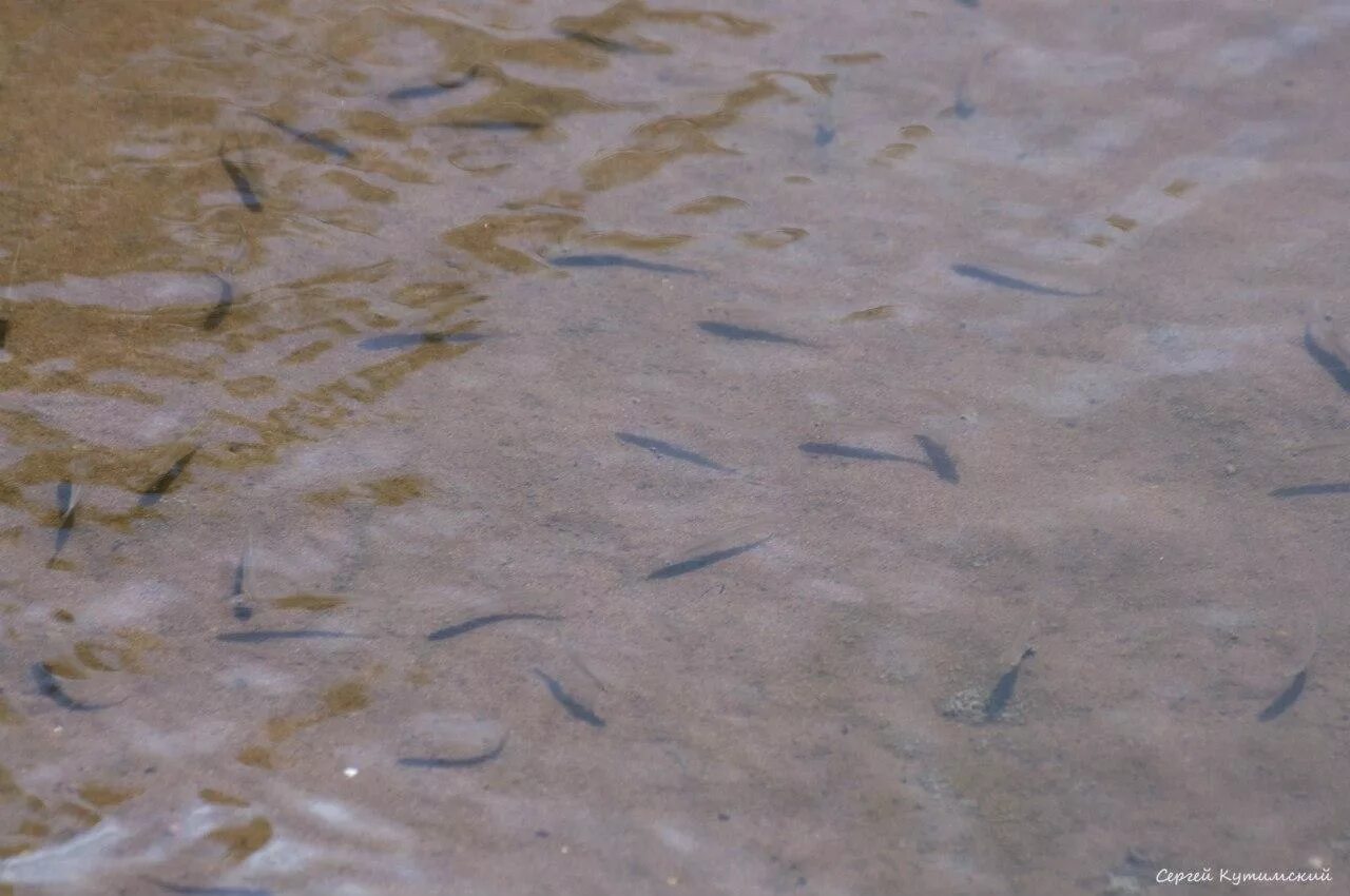 Сорочинское водохранилище оренбургской. Сорочинское водохранилище. Сорочинское водохранилище Оренбургской области. Сорочинское водохранилище сомы. Сорочинское водохранилище виды рыб.