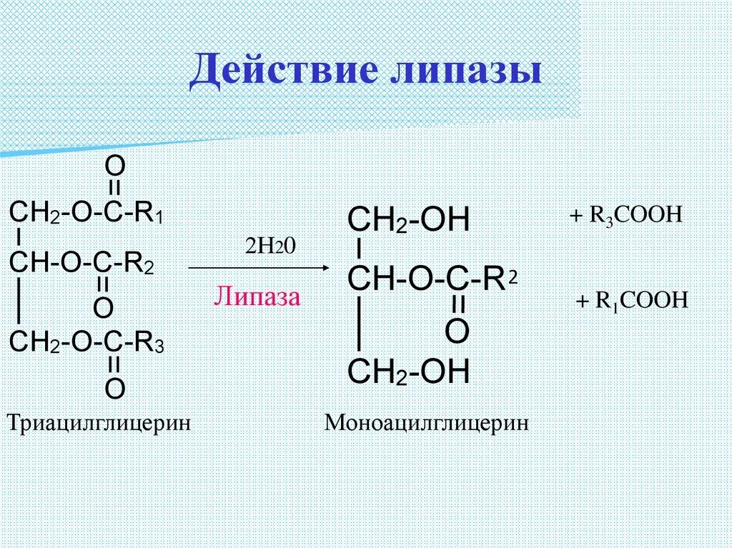 Гидролиз жиров ферменты. Липаза фермент реакция. Реакцию катализирует фермент липаза. Липаза фермент формула. Таг-липаза структура.