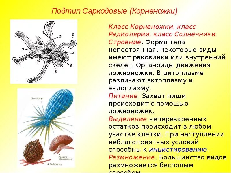 Тип корненожки. Саркодовые корненожки. саркомастигофоры жгутиковые. саркомастигофоры корненожки. пелликула саркодовых.