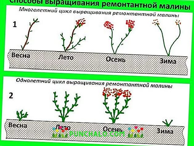 Нужно ли обрезать ремонтантную малину. Схема посадки ремонтантной малины. Обрезка ремонтантной малины. Схема посадки ремонтантной малины в открытом грунте. Схема обрезки ремонтантной малины весной.