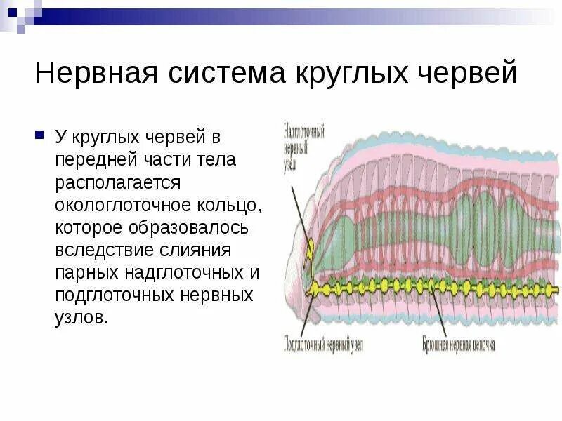 Типы нервных систем у червей. Круглые черви строение нервной системы. нервная система круглого червя 7 класс. круглые черви биология 7 класс нервная система. нервное строение круглых червей.