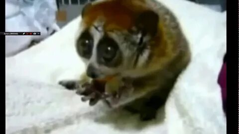 Смешные видео про животных на русском