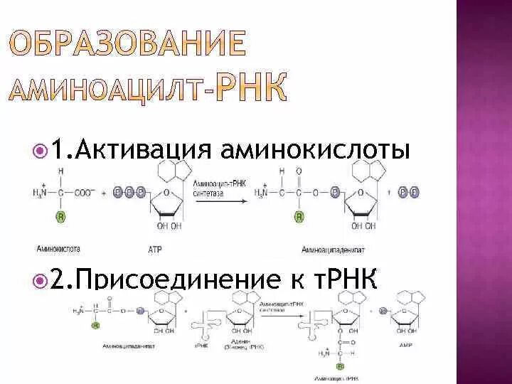 Ферменты активации аминокислот. Процесс активации аминокислот. Активация аминокислот биохимия. Присоединение аминокислоты к ТРНК.