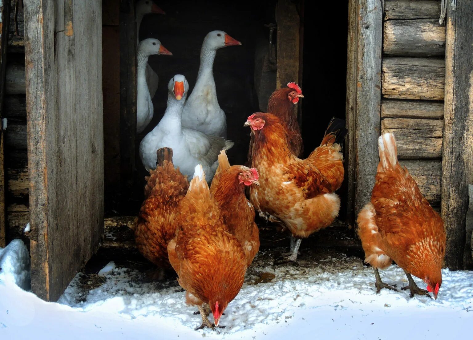 Your chickens. Домашняя птица. Куры в деревне. Куры гуси. Деревенские куры.