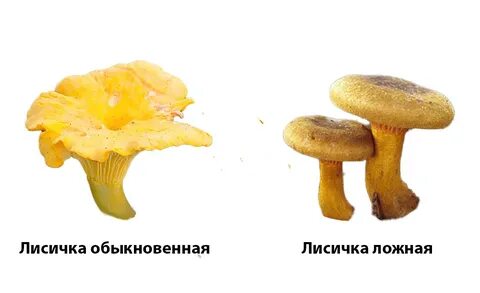 Лисичка относится к шляпочным грибам