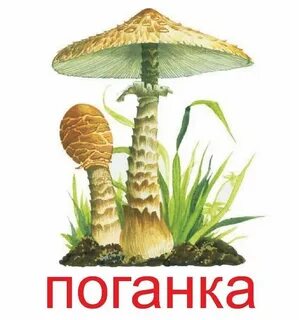Поганка гриб картинка для детей