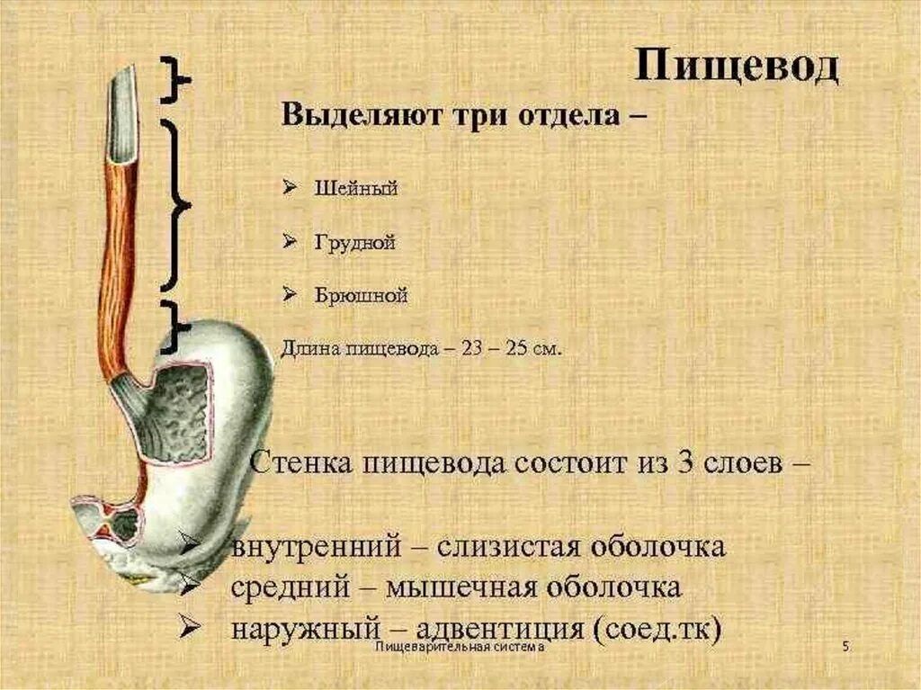 Топография пищевода анатомия. Схема строения пищевода. Анатомические структуры пищевода. Пищевод человека строение рисунок анатомия.