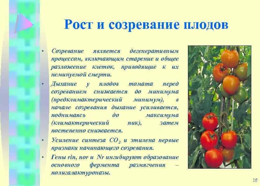 Внутри плодов созревают. Процесс созревания плодов. Процесс созревания томатов. Созревание плодов томата. Стадии созревания томатов.