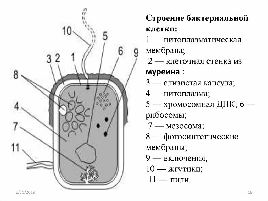 Схема строения бактериальной клетки. Рис. 2.2. Строение бактериальной клетки. Схема строения бактериальной клетки биология. Схема строения бактериальной клетки рисунок. Из каких клеток состоят бактерии