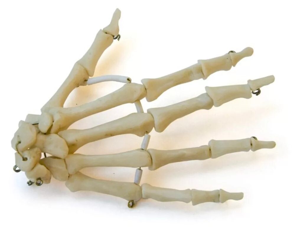 Скелет кисти. Скелет руки. Скелет кисти человека. Трубчатые кости кисти. Скелет запястья человека