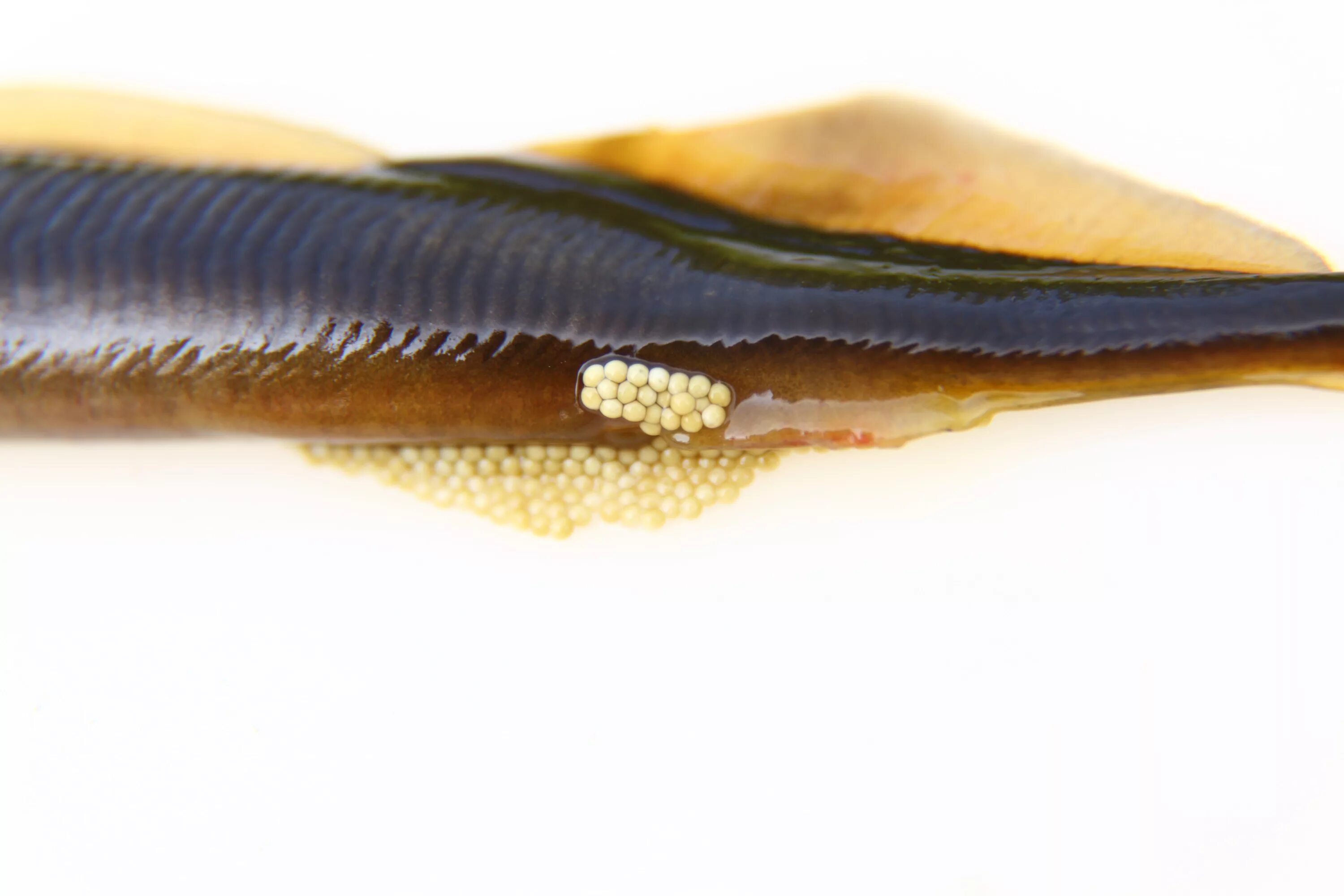 Рыба с косоглазием. Соленая рыба. Золотая рыбка в озере. Длинная рыба красного цвета. Рыба луциан красный.