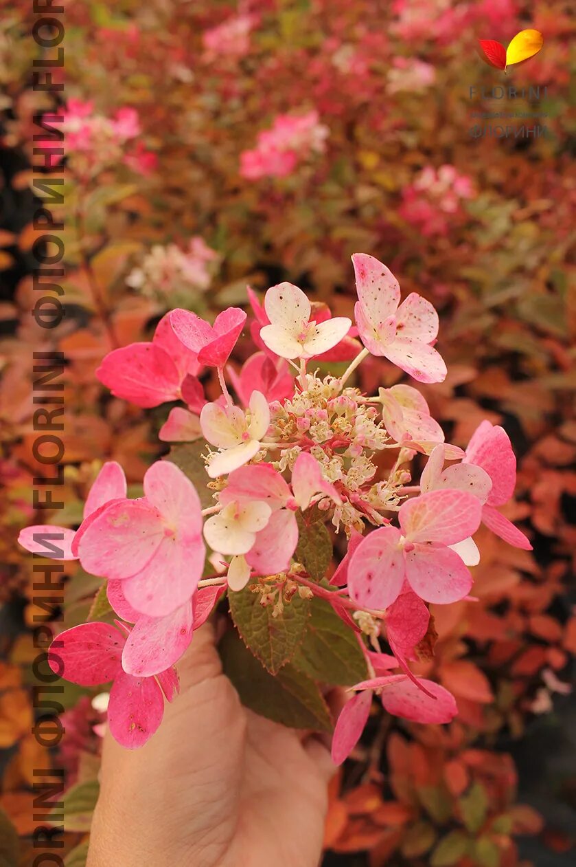 Гортензия Даймонд Руж (Hydrangea Paniculata Diamant Rouge) - описание