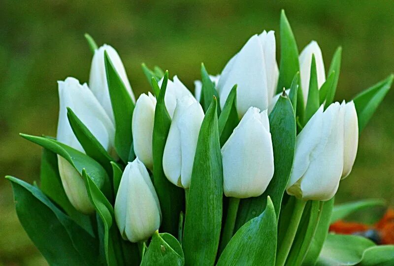 White tulip. Тюльпан вайт мастер. тюльпан многоцветковый белый. white valley тюльпан. тюльпан вайт марвел.