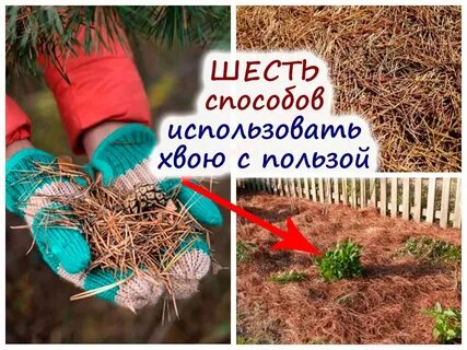 Посев семян хвойных пород необходимо проводить
