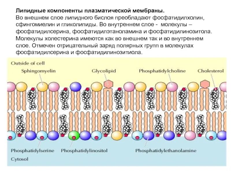 Принципы организации клеток. Строение плазматической мембраны фосфолипиды. Липидные компоненты плазматической мембраны. Строение липидов плазматической мембраны. Гликолипиды в плазматической мембране.