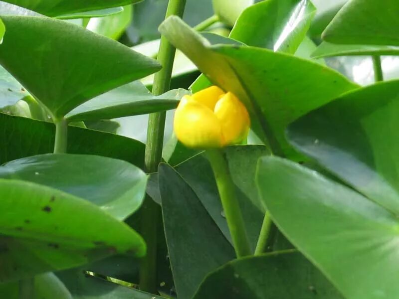 Кубышка сорт. Кубышка сорт. Кубышка жёлтая. Кубышка жёлтая. Nuphar lutea.