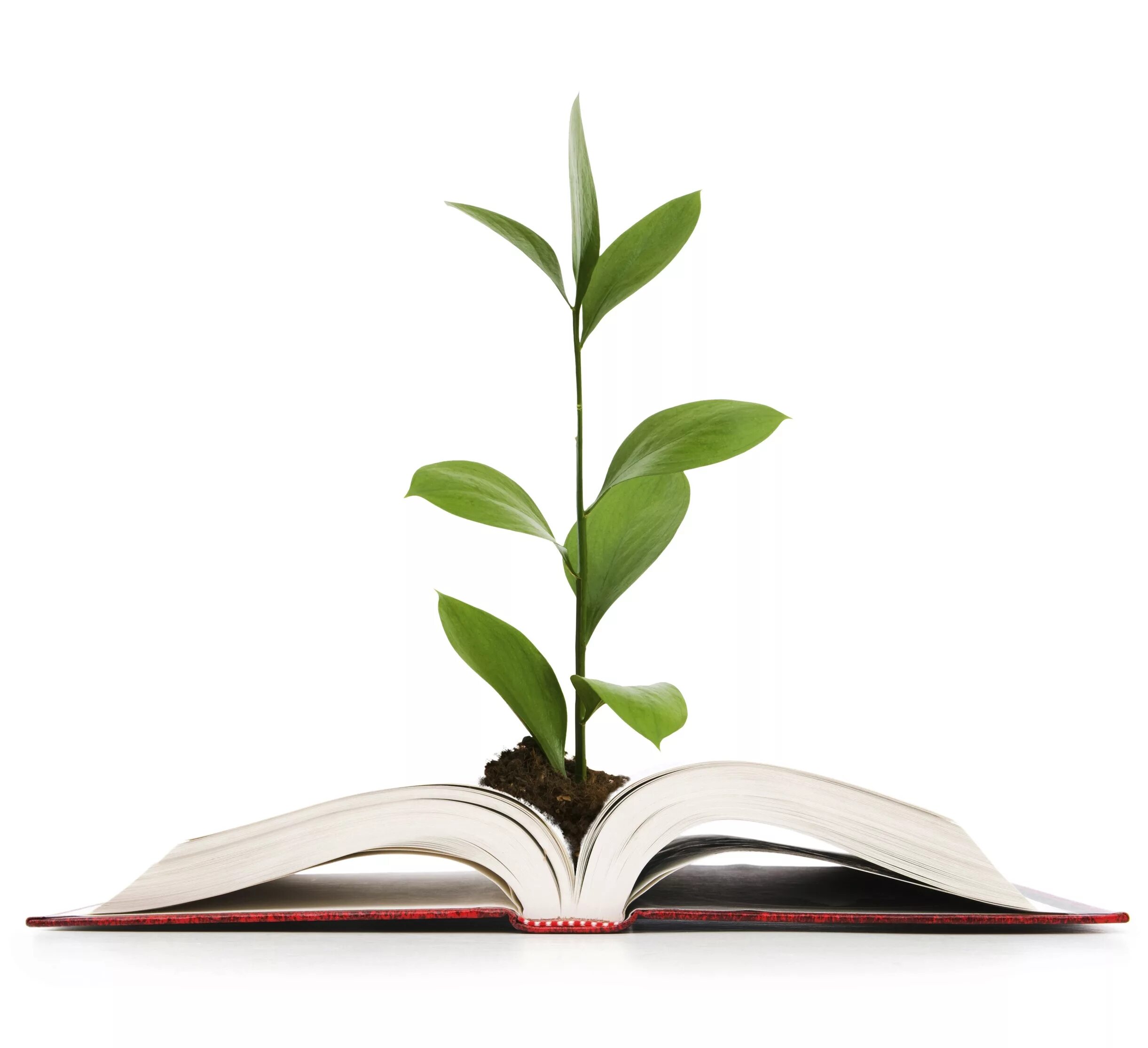 Зеленая книга экология. Книга на зелёном фоне. Книга зеленый лист. Открытая книга. Книга на траве.