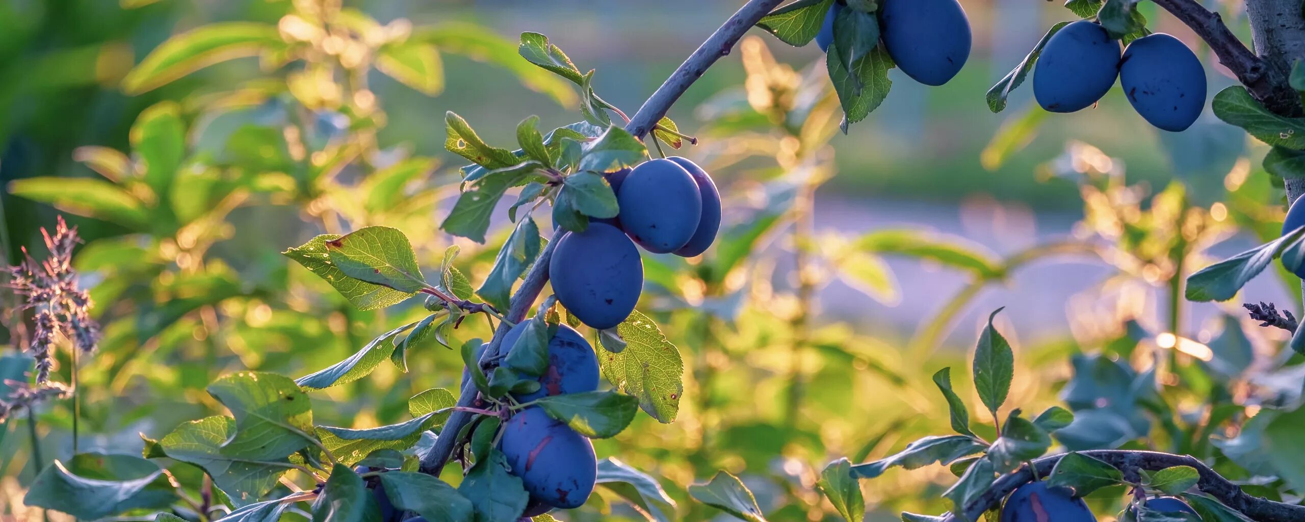 Слива смолинка. Слива жёлтая хопты. Сон есть сливу с дерева. Сон о сливах на деревьях. Сон есть сливу с дерева.