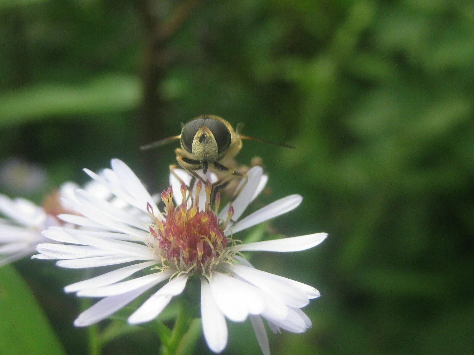 Пчеловидки. Eristalis arbustorum. Пчеловидка цепкая личинки. Пчеловидка обыкновенная. Пчеловидка Лесная.