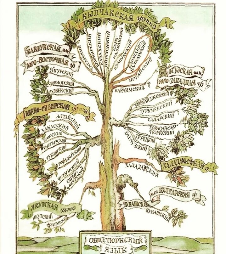 К тюркской группе алтайской семьи относится. Древо языков тюркская семья. Генеалогическое Древо тюркских языков. Тюркские языки дерево. Классификация тюркских языков.