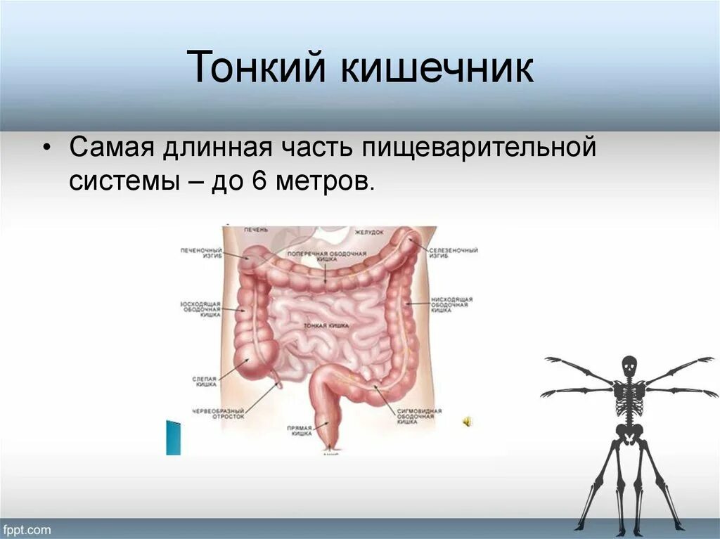 Общая длина тонкого кишечника. Самая длинная часть пищеварительной системы. Кишка самая длинная часть пищеварительной системы. Тонкий кишечник удлинен. Тонкий кишечник часть пищеварительной системы.